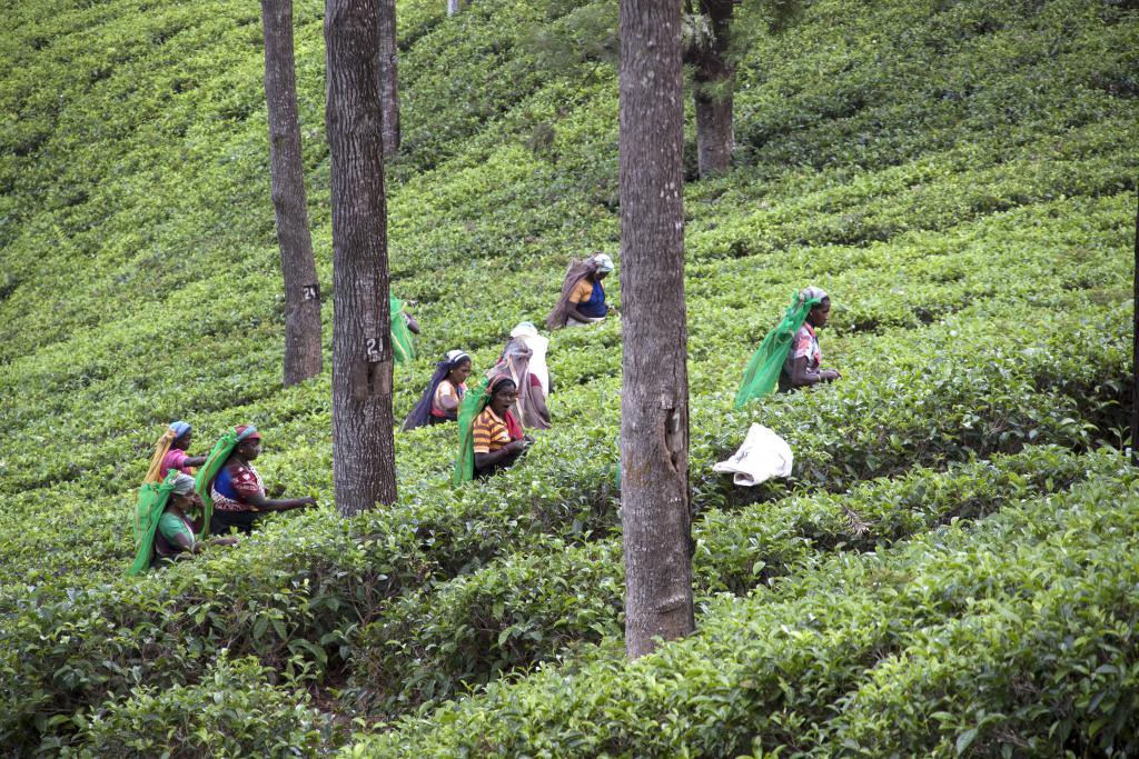 Cueilleuses, Nuwara Elya [Sri Lanka] - 2016