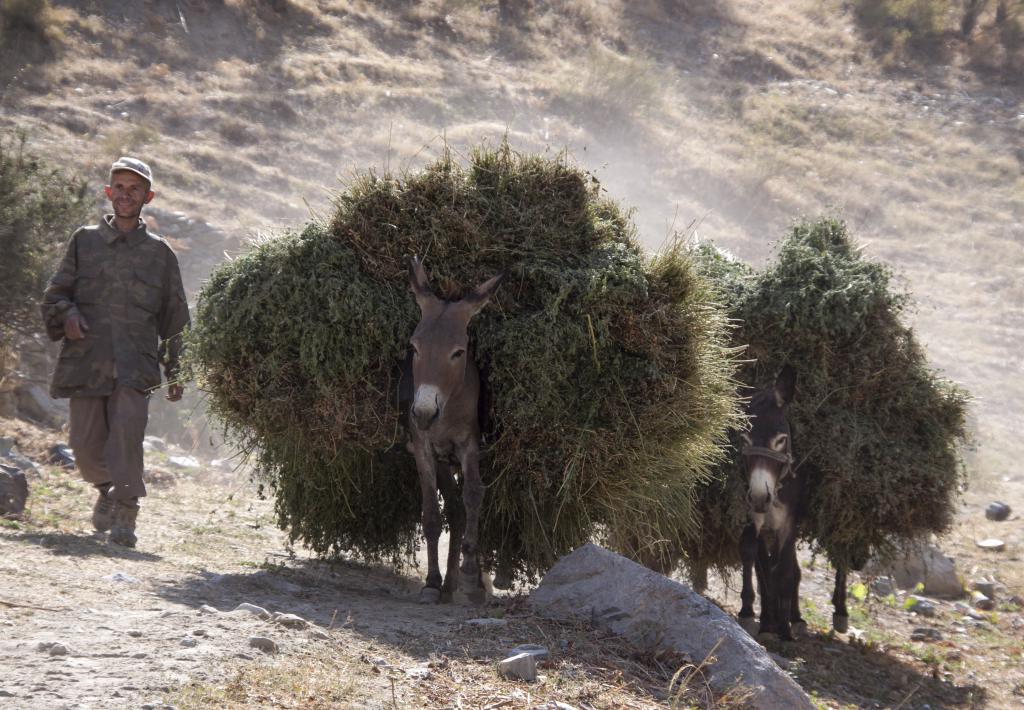 Berger et ânes, Monts Fanskye [Tadjikistan] - 2013