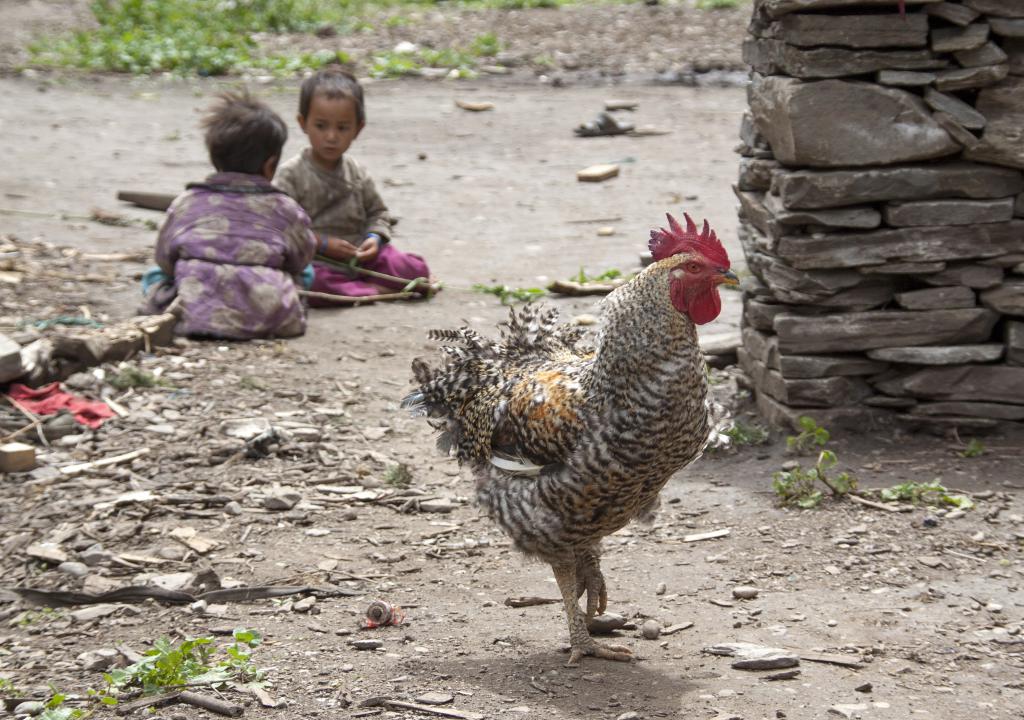 Rechi, Dolpo [Népal] - 2012