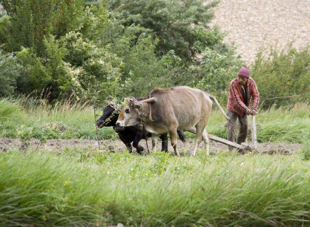 Labour entre Marpha et Tukuche, Mustang [Népal] - 2008