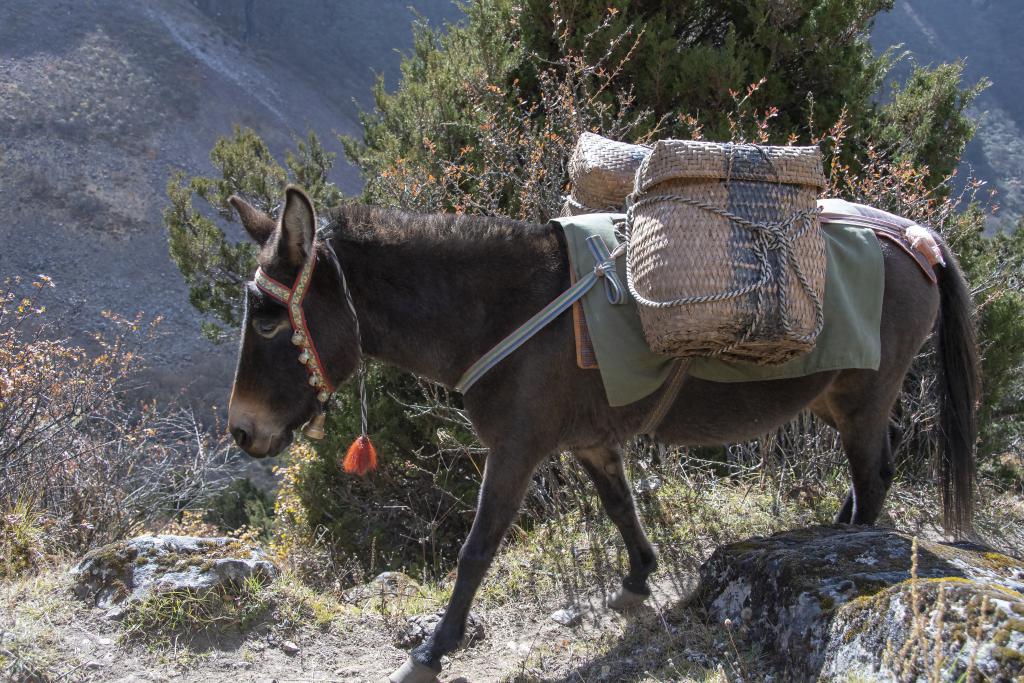 En direction du camp de base du Masang Kang, district de Gasa [Bhoutan] - 2018