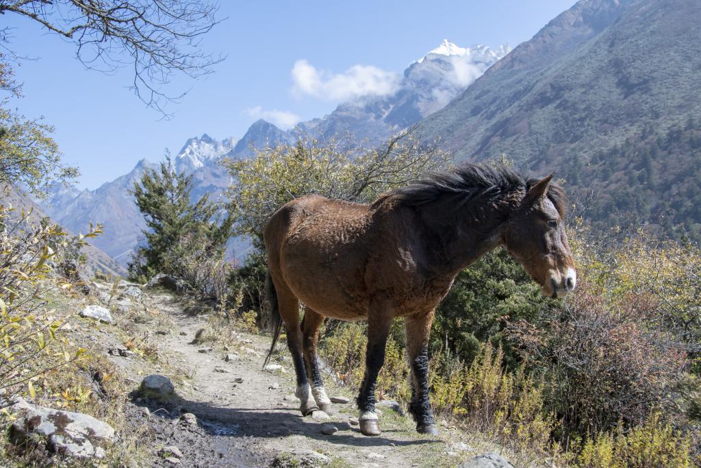 Entre Take Hankhar et Kulu Khar, district de Gasa [Bhoutan] - 2018