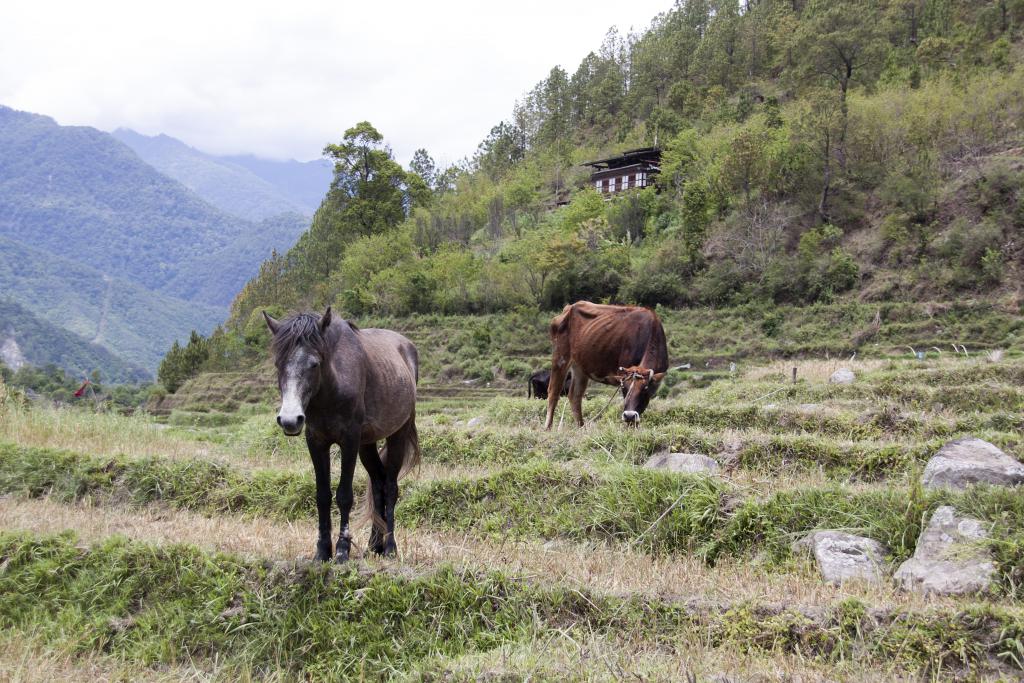 Vallée de Punakha [Bhoutan] - 2017