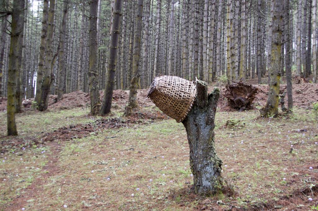 Pins bleus dans la vallée de Phobjika [Bhoutan] - 2017