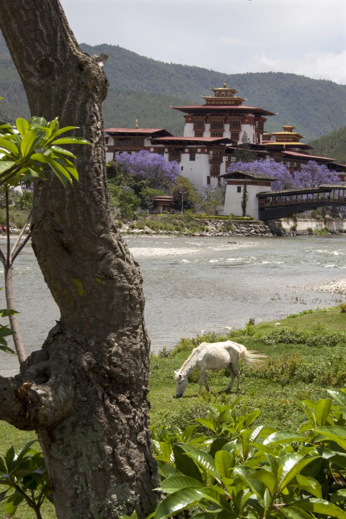 Dzong de Punakha [Bhoutan] - 2017