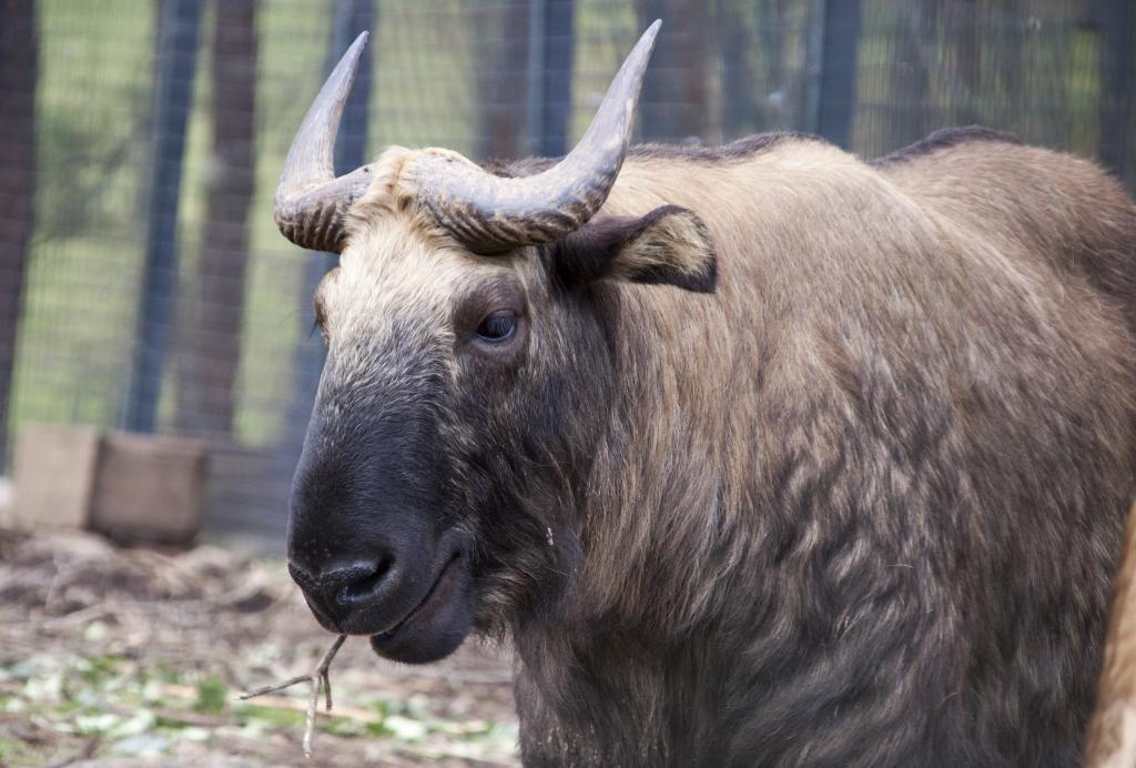 Le takin, animal national du Bhoutan