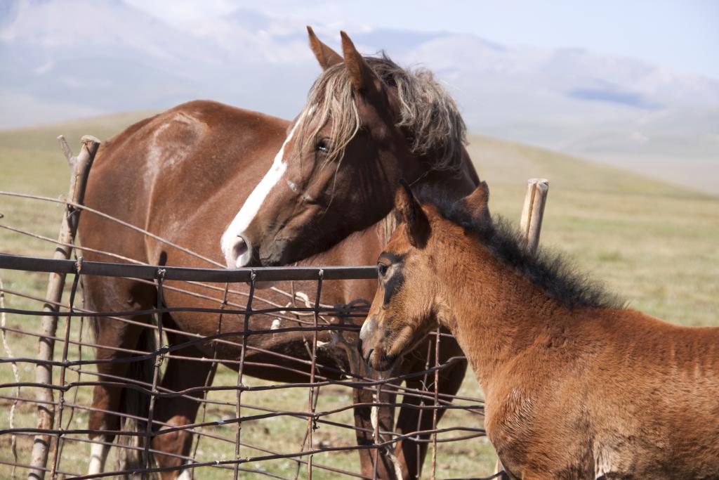 Chevaux d'une famille semi-nomade, Son Kul [Kirghistan] - 2013