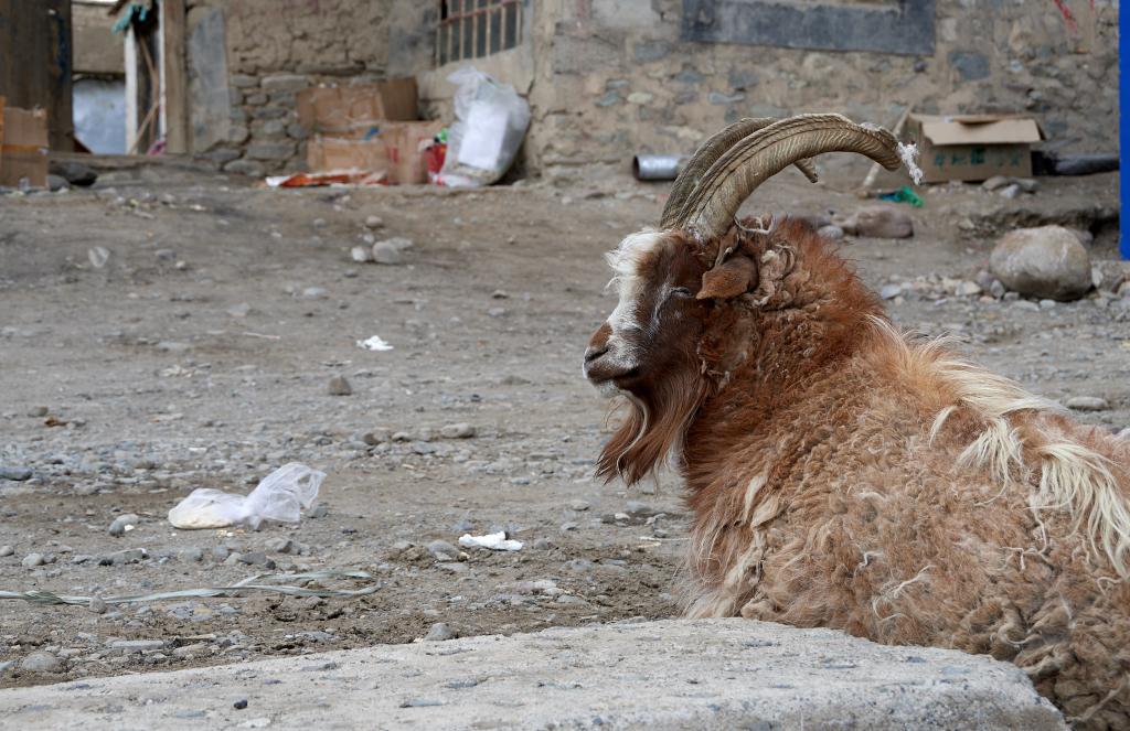 Darchen [Tibet] - 2019