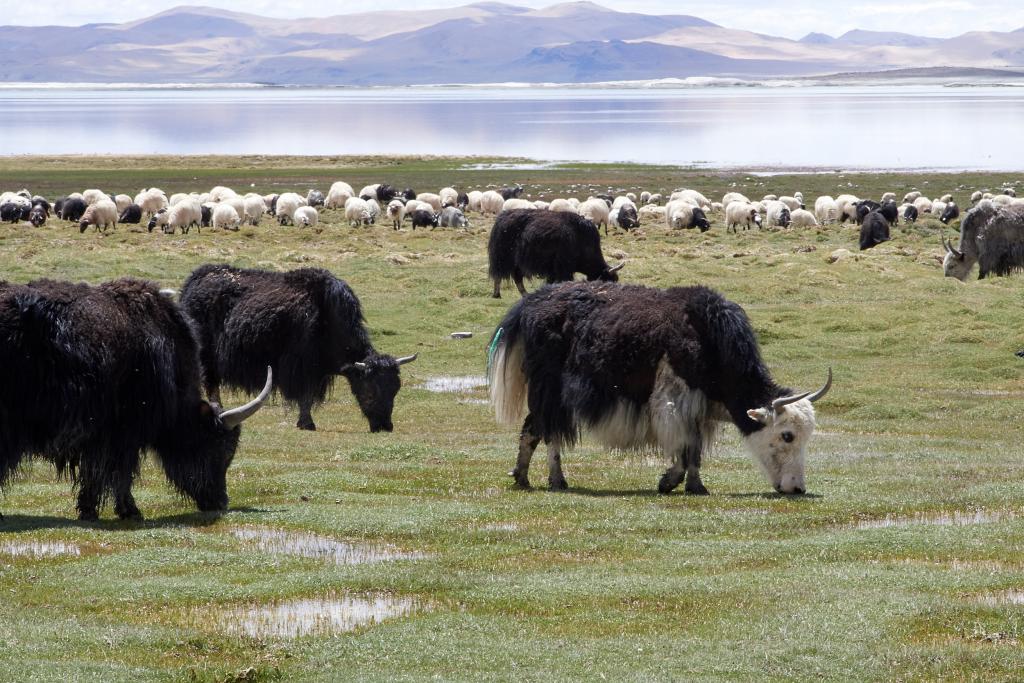 Sur les rives du Dawa Tso [Tibet] - 2019