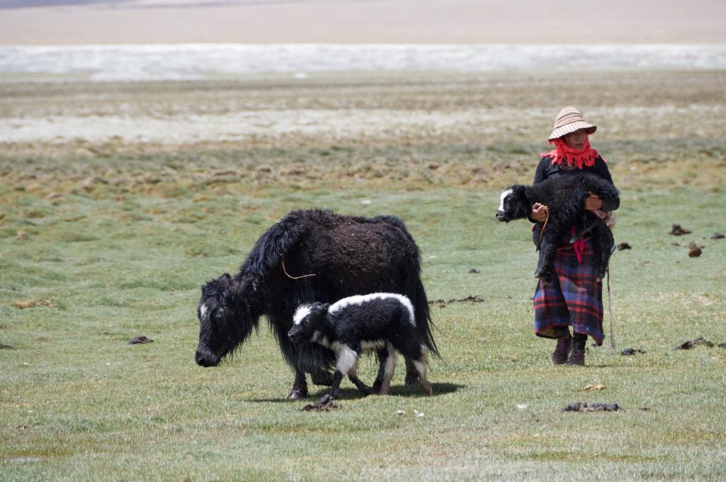 Sur les rives du Dawa Tso [Tibet] - 2019