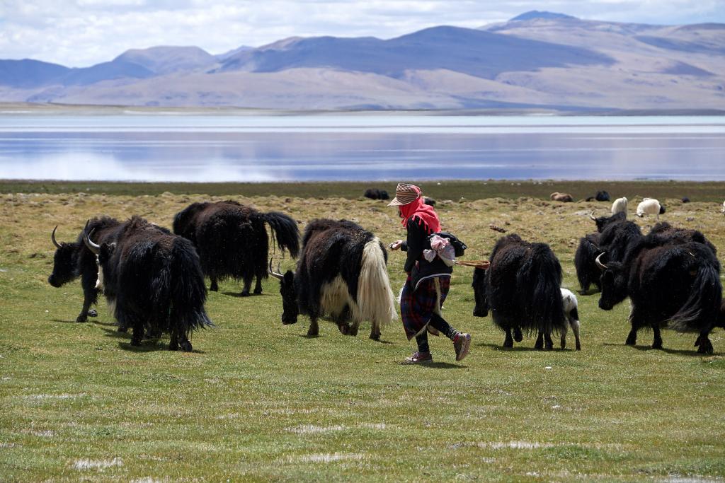 Sur les rives du Dawa Tso [Tibet] - 2019