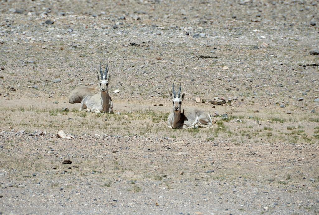 [Tibet] - 2019