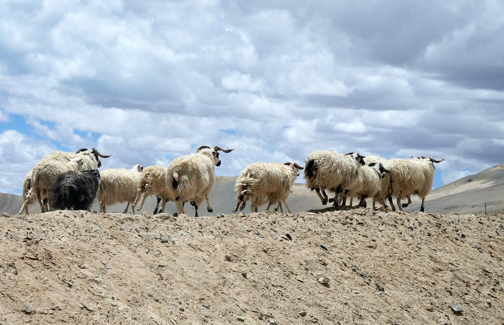 [Tibet] - 2019