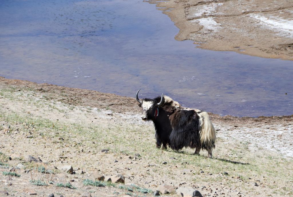 Yak [Tibet] - 2019