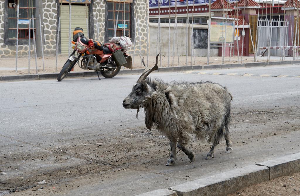 Tsaka [Tibet] - 2019