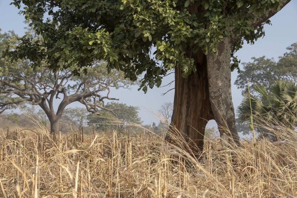 Pays Otammari, massif de l'Atakora [Bénin] - 2018