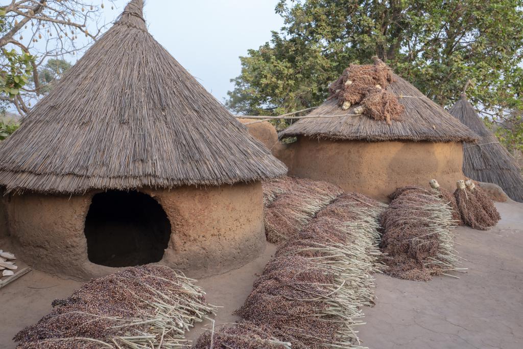 Sorgho séchant sur le toit d'une tata somba [Bénin] - 2018