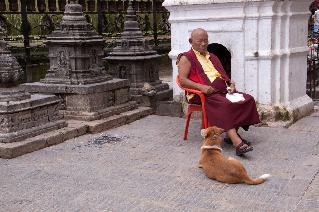 Moine ensommeillé à Swayambunath